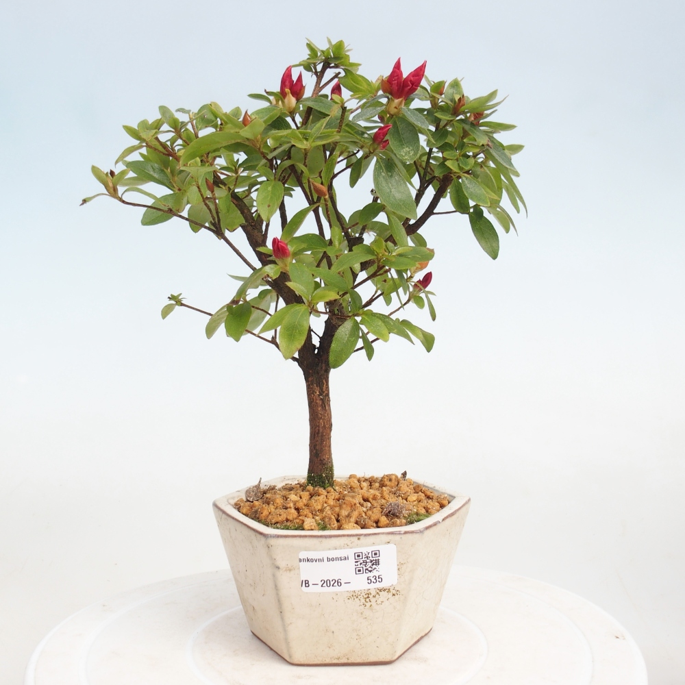 Bonsai da esterno - Azalea giapponese - Azalea sp.
