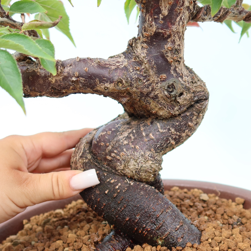 Bonsai da esterno - Albicocco giapponese - Prunus Mume