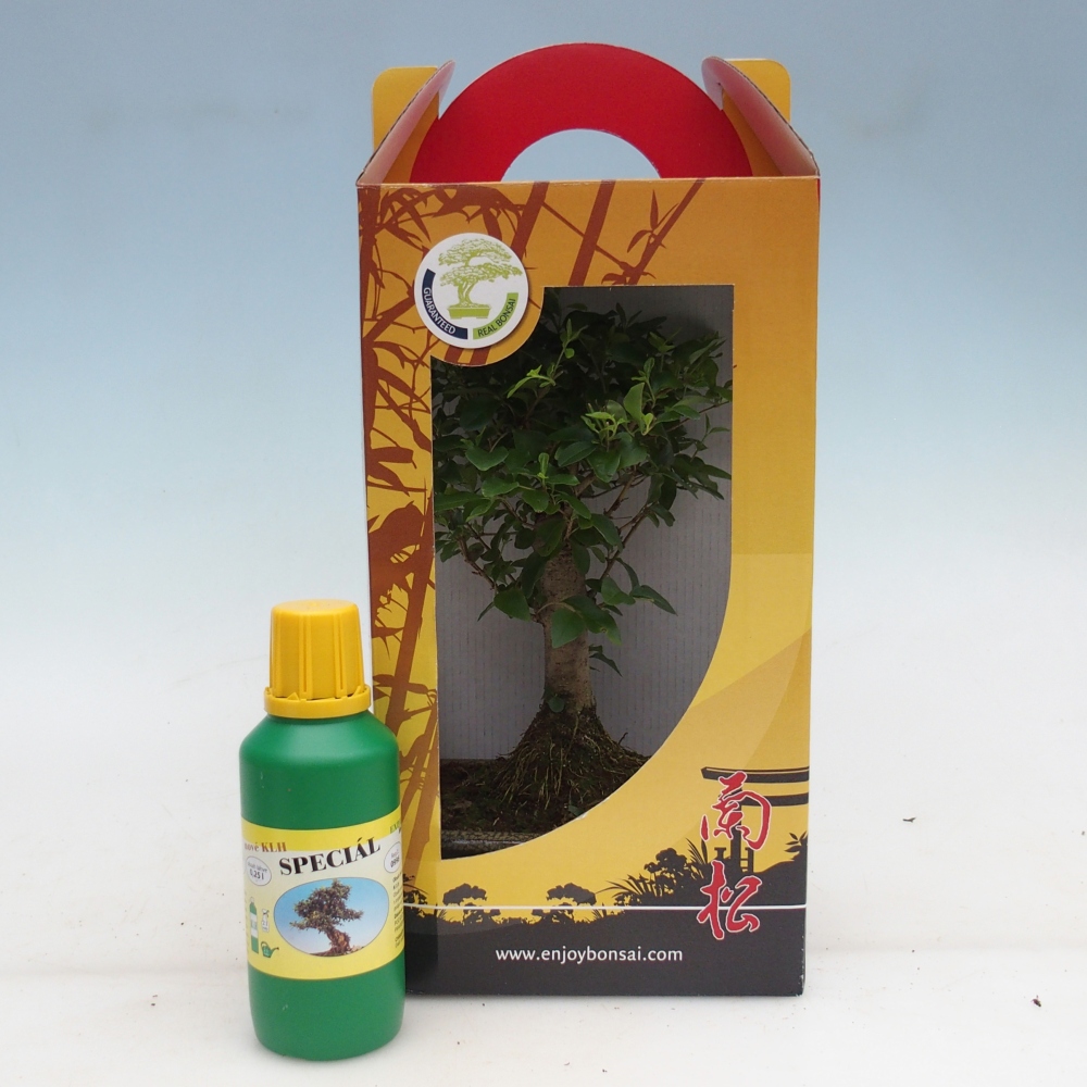 Bonsai da camera in scatola regalo Ligustrum chinensis - Becco d'uccello