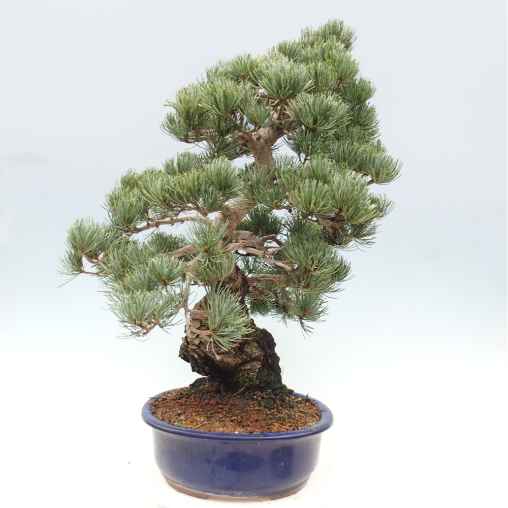 Bonsai da esterno - Pinus parviflora - Pinus parviflora