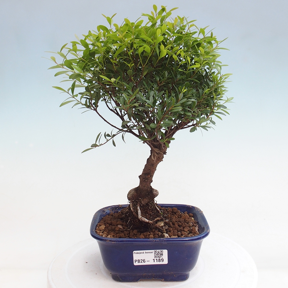 Camera bonsai - Syzygium - Pimento