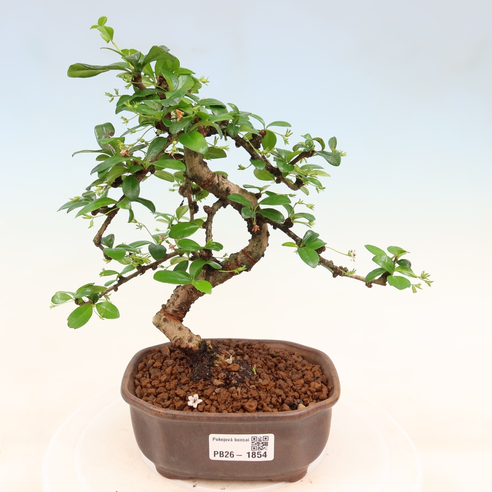 Camera bonsai - Carmona macrophylla - Tea fuki