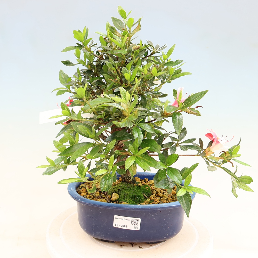 Bonsai da esterno - Azalea giapponese - Azalea Senhime