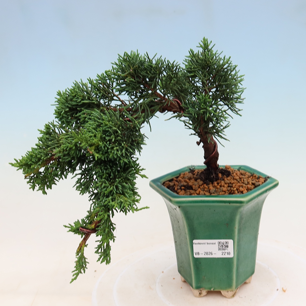 Bonsai da esterno - Juniperus chinensis Kishu