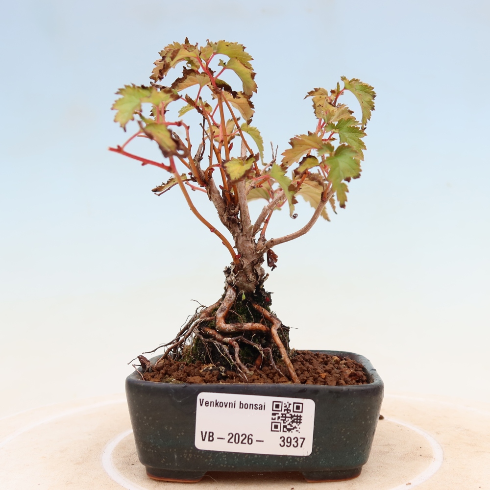 Bonsai da esterno - Stephanandra incisa - Stephanandra incisa