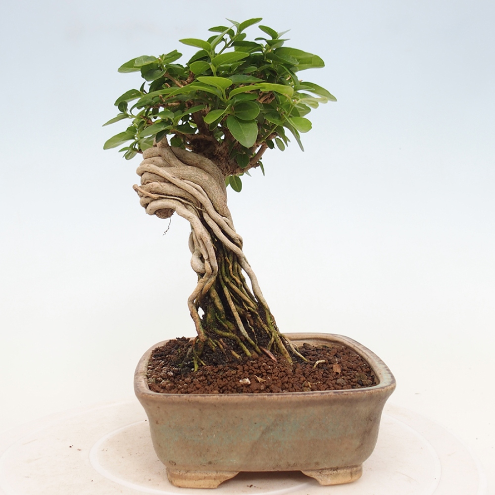 Bonsai da interno - Premna serratifolia - Kozlovna malolista