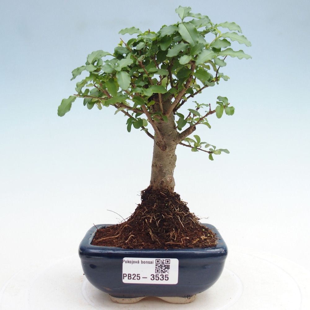 Camera bonsai -Ligustrum chinensis - Becco d'uccello