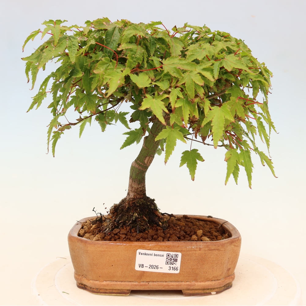 Acer palmatum KIOHIME - Acero palmato