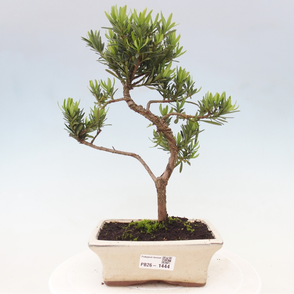 Camera bonsai - Podocarpus - Tasso delle pietre