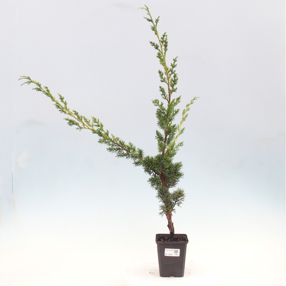 Bonsai da esterno - Juniperus chinensis Kishu