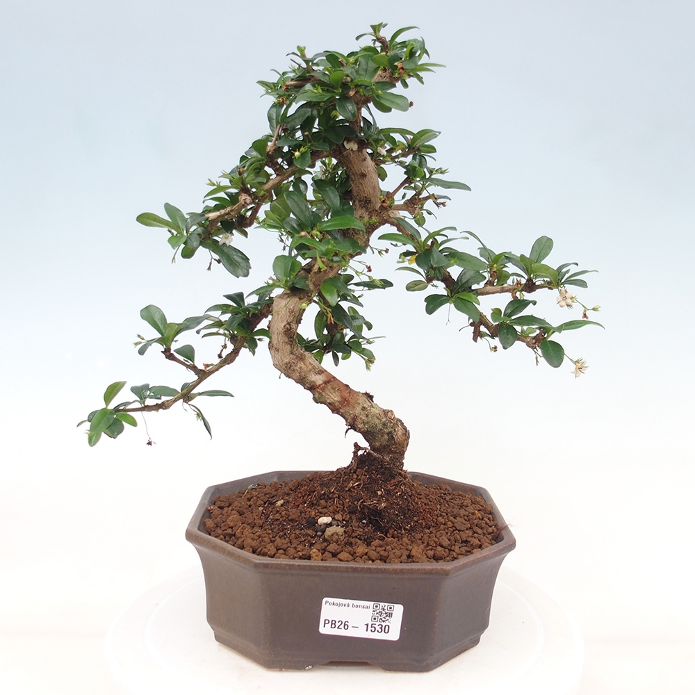 Camera bonsai - Carmona macrophylla - Tea fuki