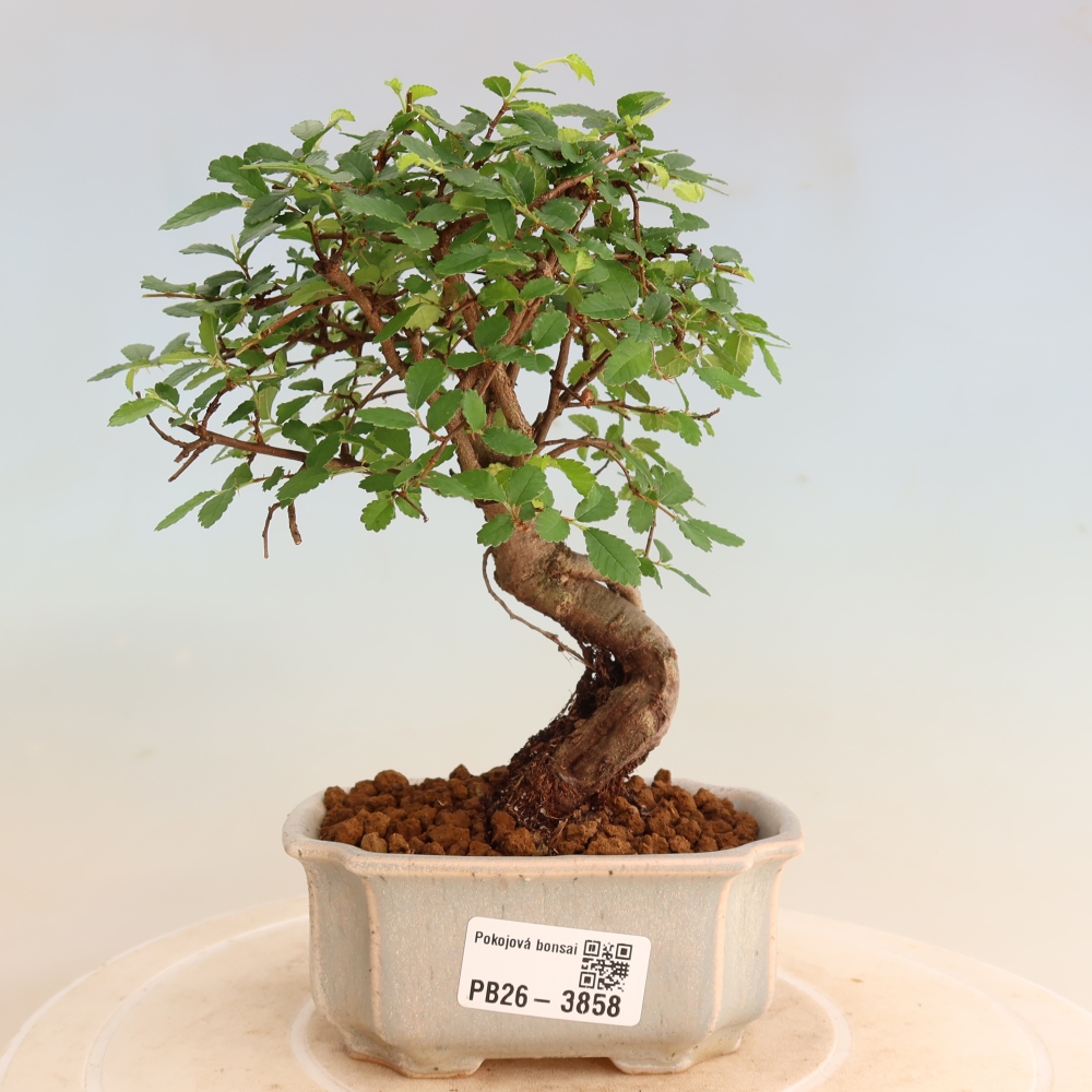 Camera bonsai - Ulmus parvifolia - Olmo a foglie piccole