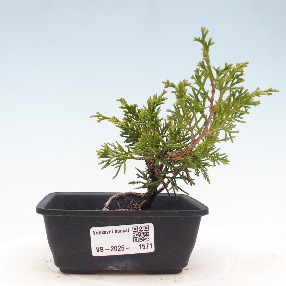 Bonsai da esterno - Juniperus chinensis Itoigawa