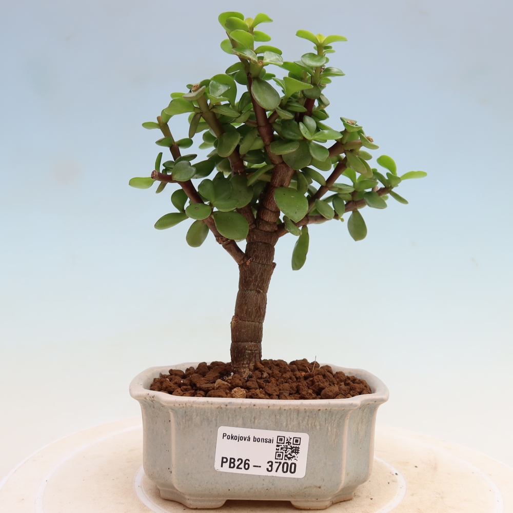 Camera bonsai - Portulakaria Afra - Tlustice