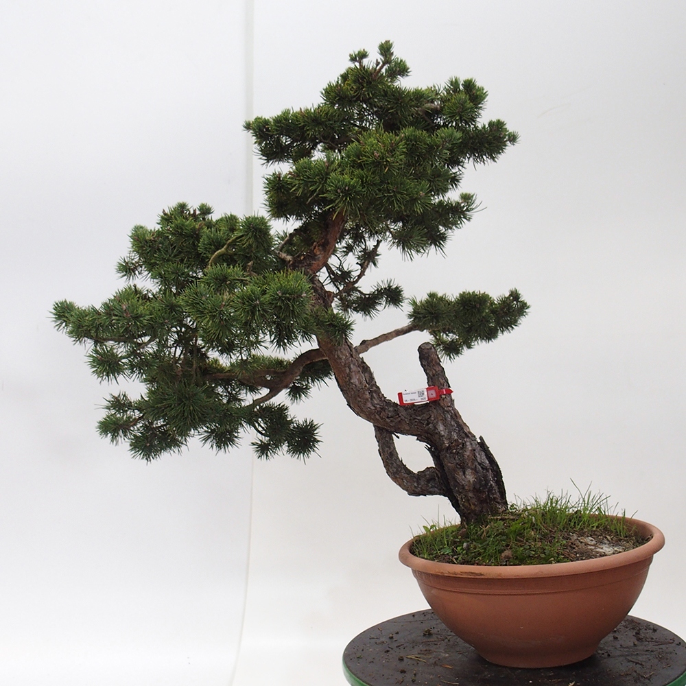Yamadori - Pinus sylvestris Spagna