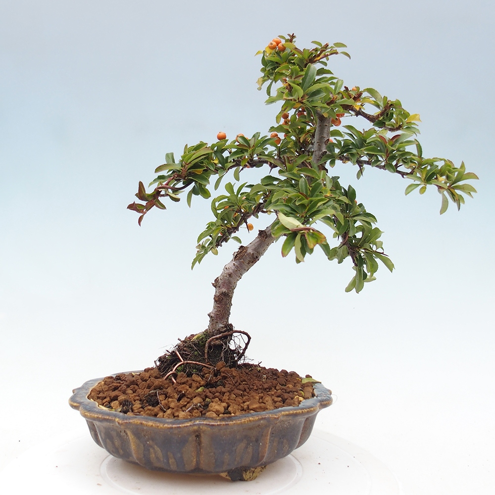 Bonsai da esterno-Pyracantha Teton -Hlox