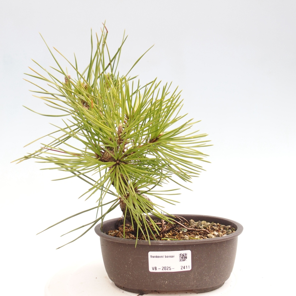 Bonsai da esterno - Pinus thunbergii - Pino di Thunberg