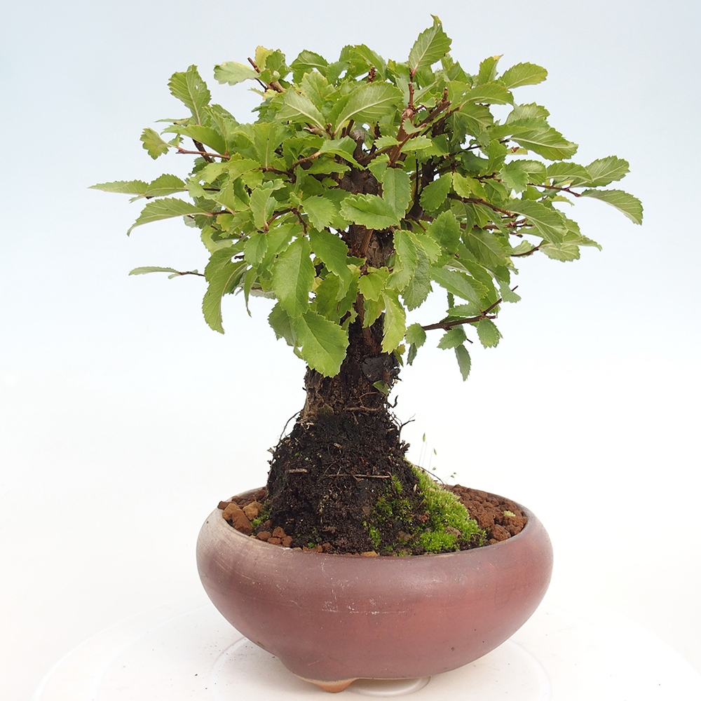 Bonsai da esterno - Zelkova - Zelkova NIRE