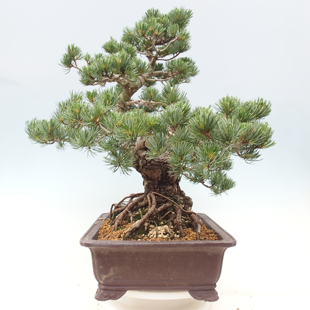Bonsai da esterno - Pinus parviflora - Pinus parviflora