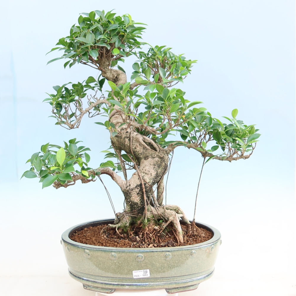 Camera bonsai - Ficus kimmen - ficus a foglie piccole