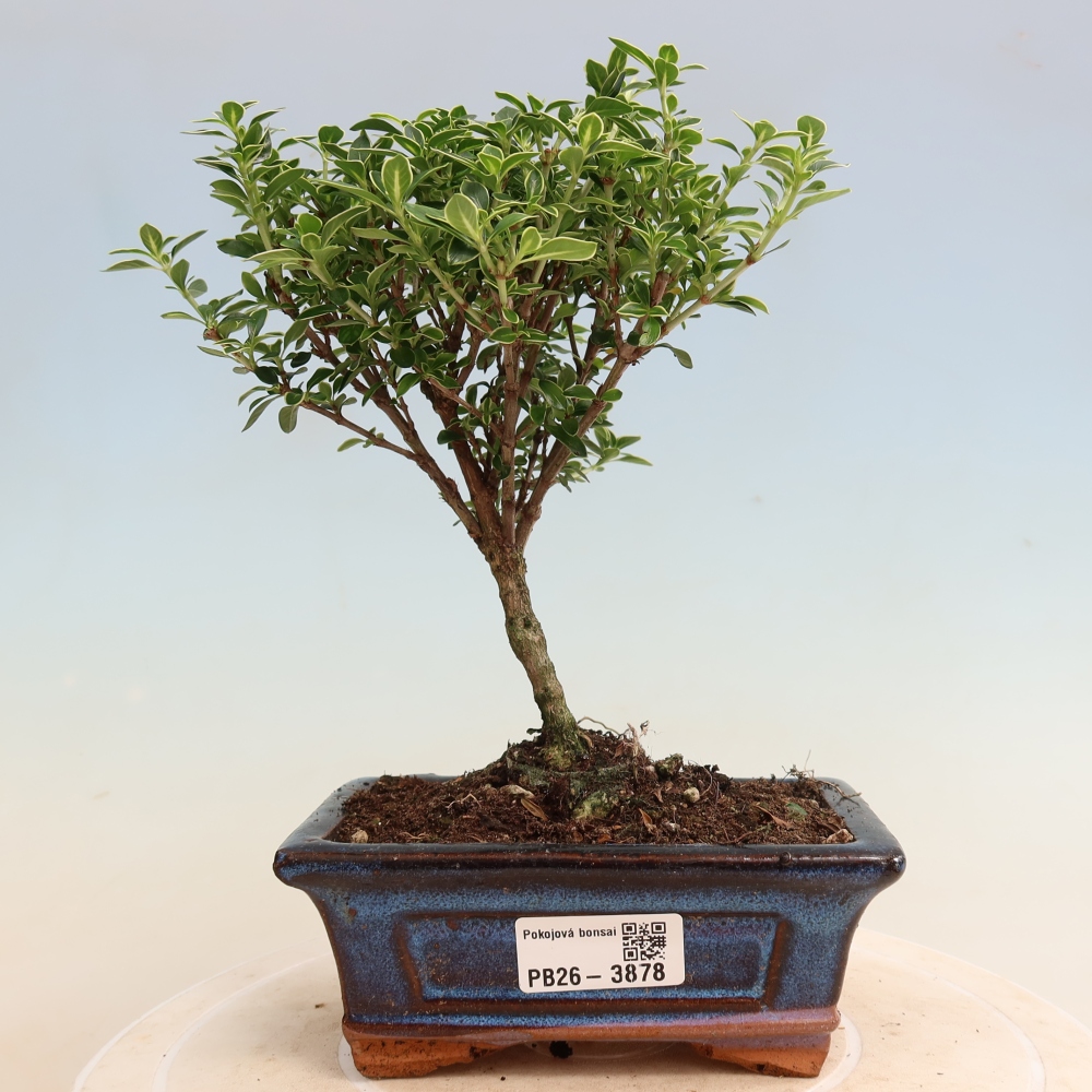Camera bonsai - Serissa foetida Variegata - Albero delle mille stelle