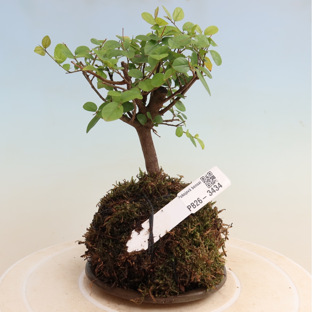 Kokedama con sottovaso - Sagerécie thea - Sagerécie thea
