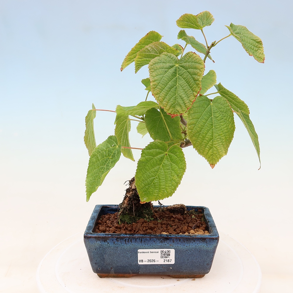 Bonsai da esterno - Tiglio cordato - Tilia cordata