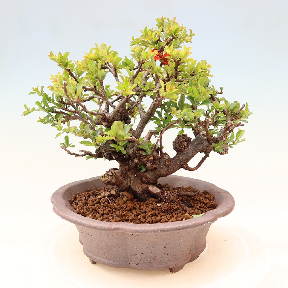 Bonsai da esterno - Chaneomeles speciosa Chojubai