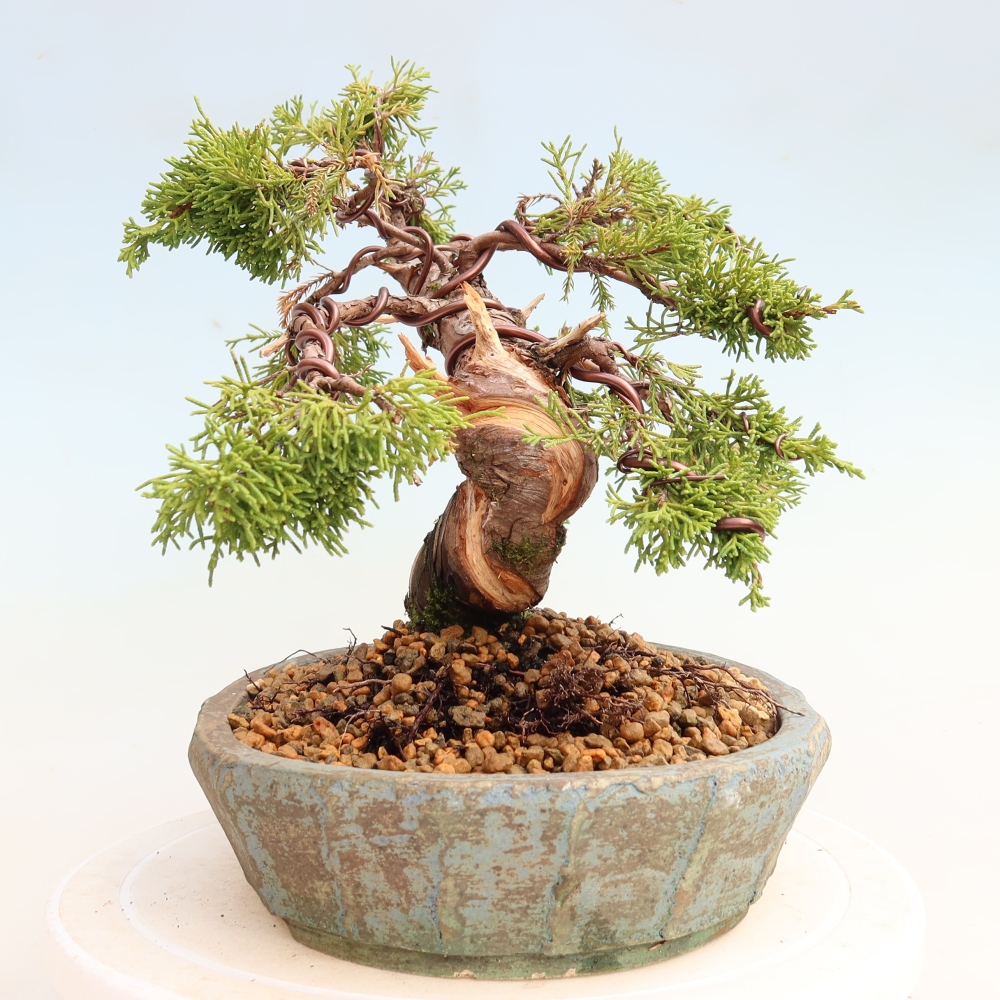 Bonsai da esterno - Juniperus chinensis Itoigawa-Juniperus chinensis