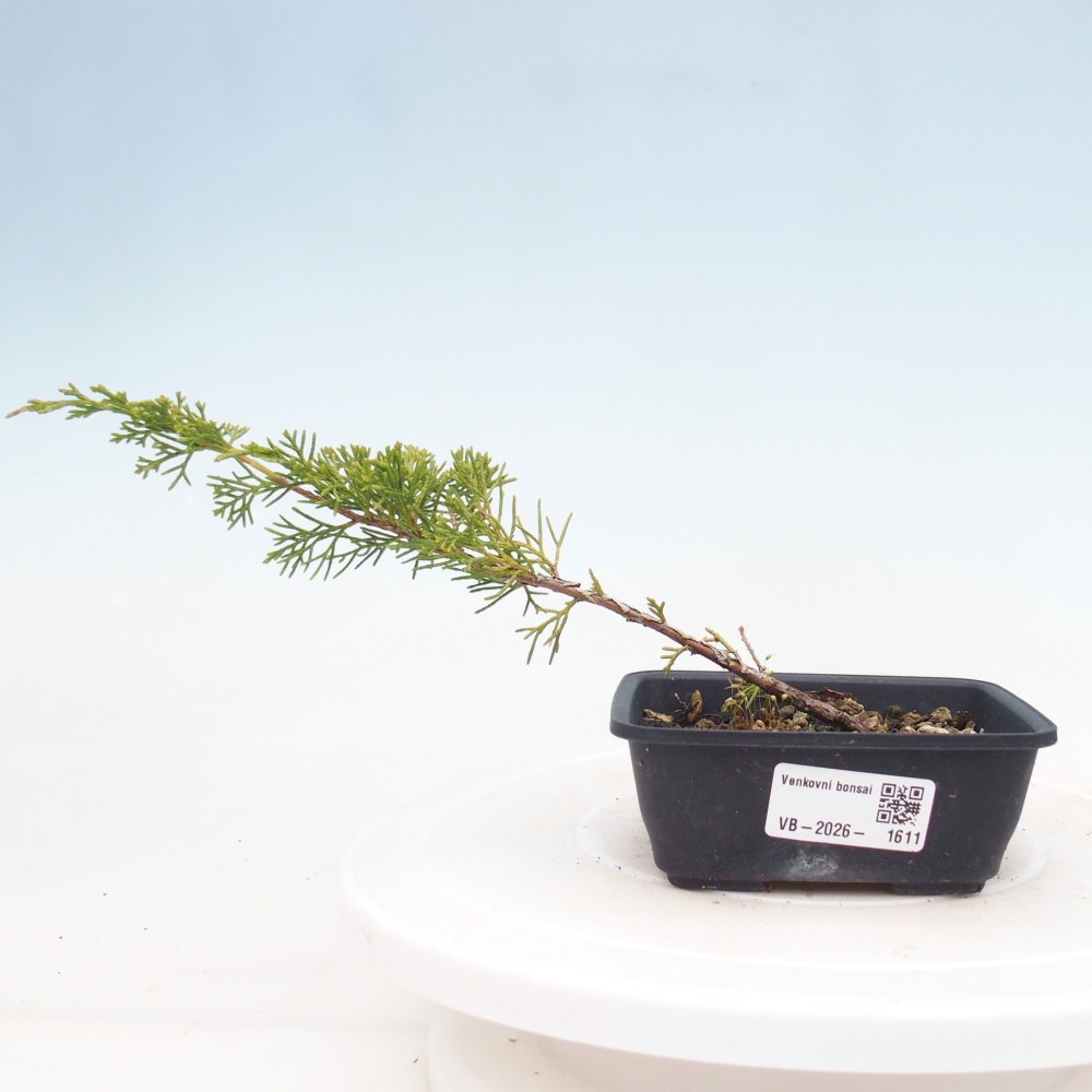 Bonsai da esterno - Juniperus chinensis Itoigawa