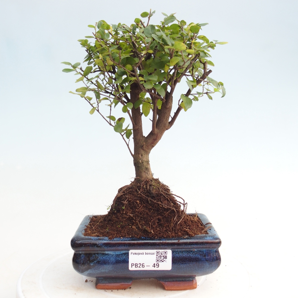 Camera bonsai - Sageretia thea - Sageretia thea