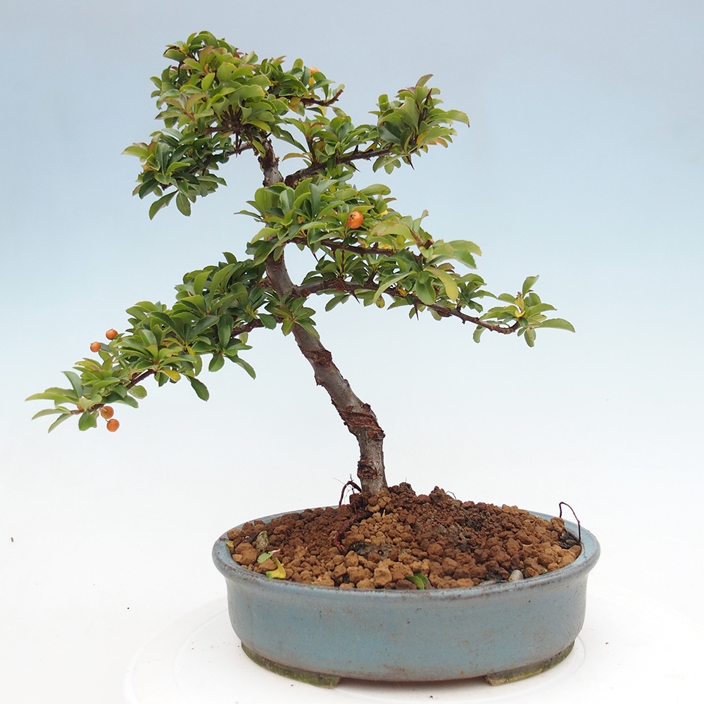 Bonsai da esterno-Pyracantha Teton -Hlox