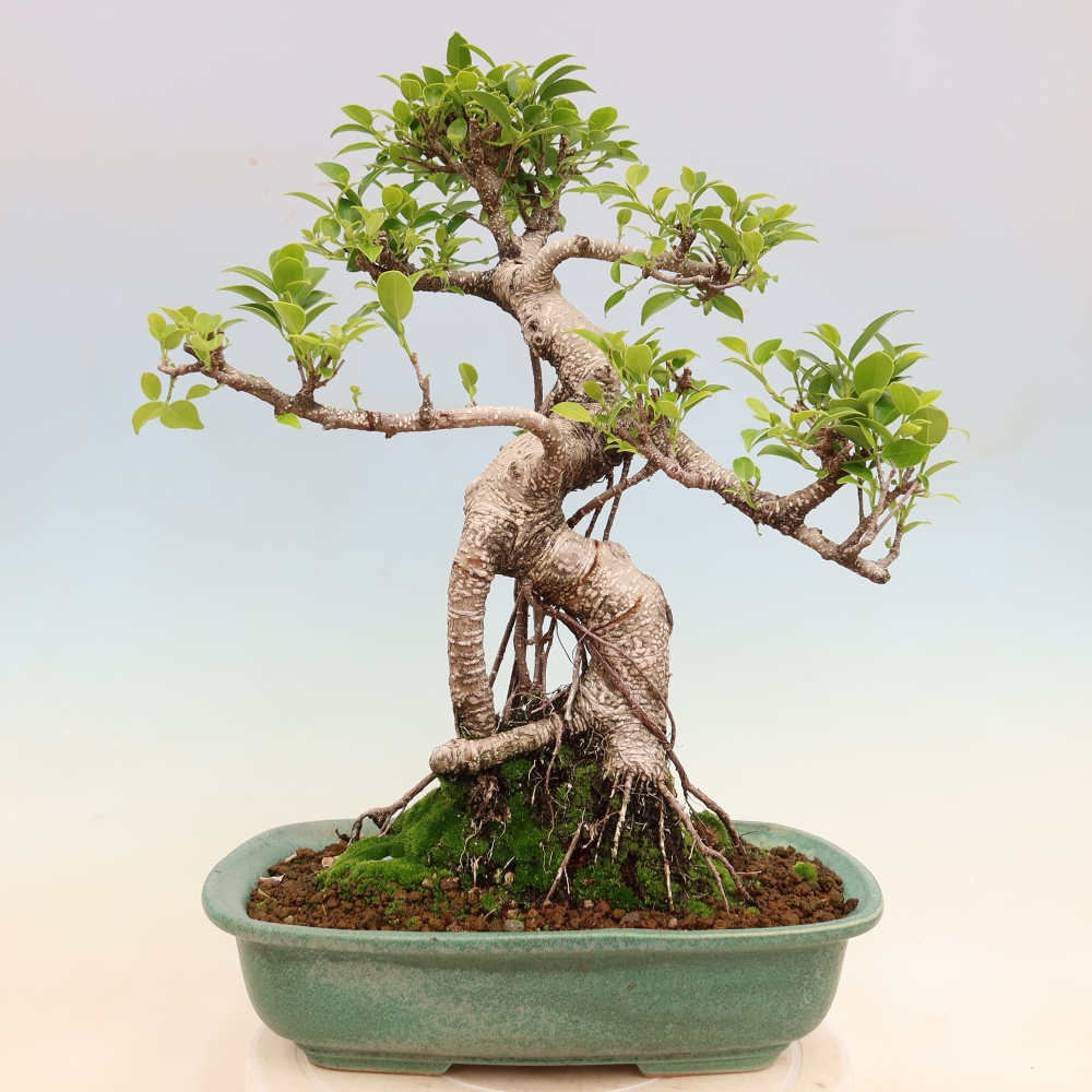 Camera bonsai - Ficus kimmen - ficus a foglie piccole