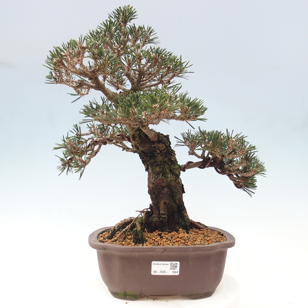 Bonsai da esterno - Pinus thunbergii Kotobuki - Pino di Thunberg