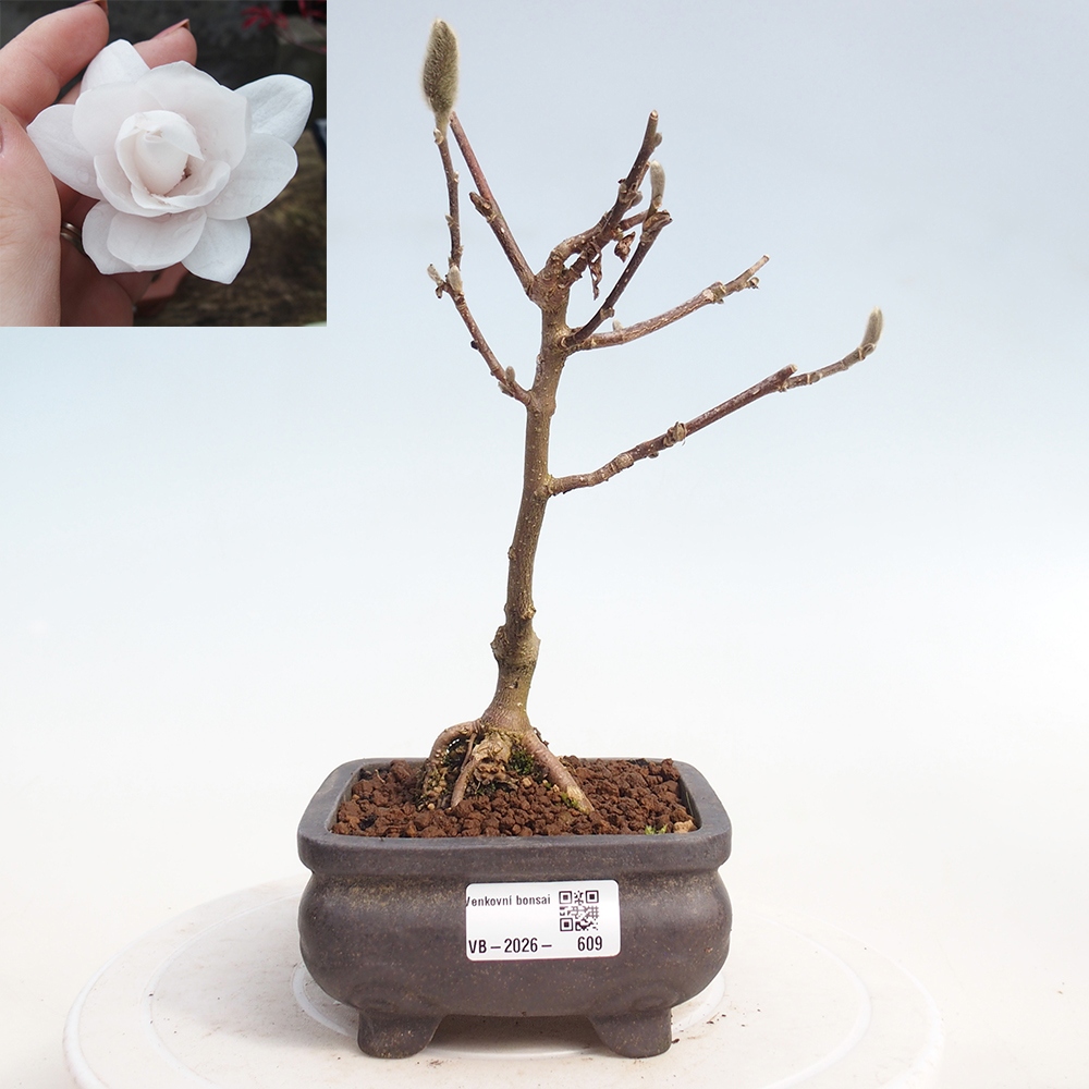 Bonsai da esterno - Magnolia stellata
