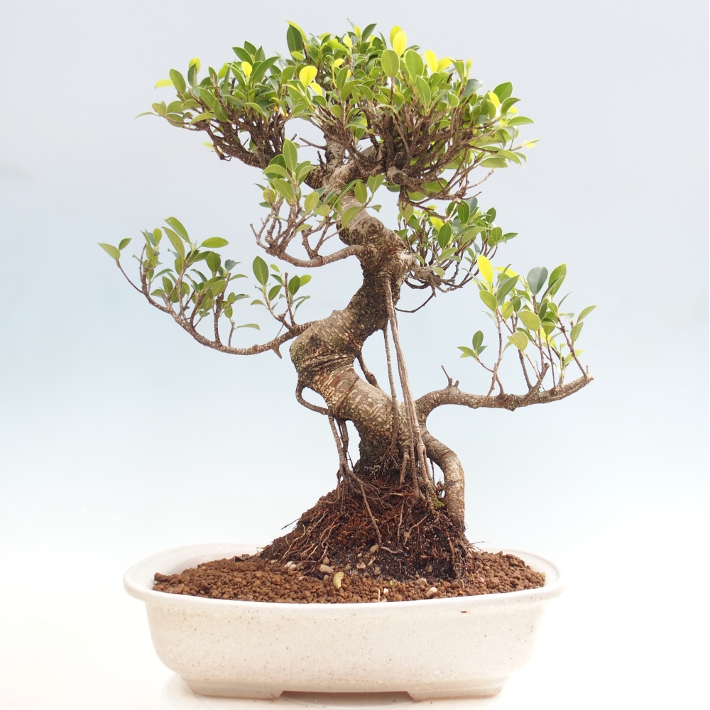 Camera bonsai - Ficus kimmen - ficus a foglie piccole
