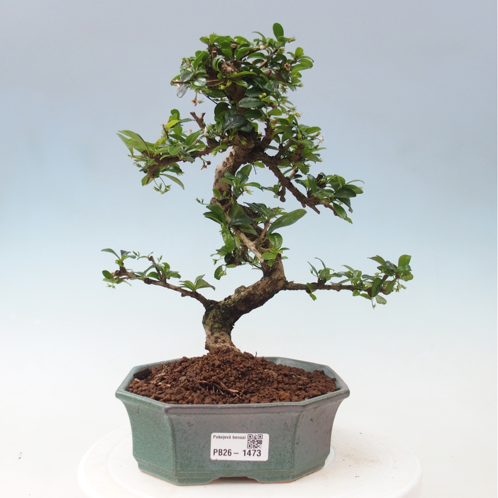 Camera bonsai - Carmona macrophylla - Tea fuki
