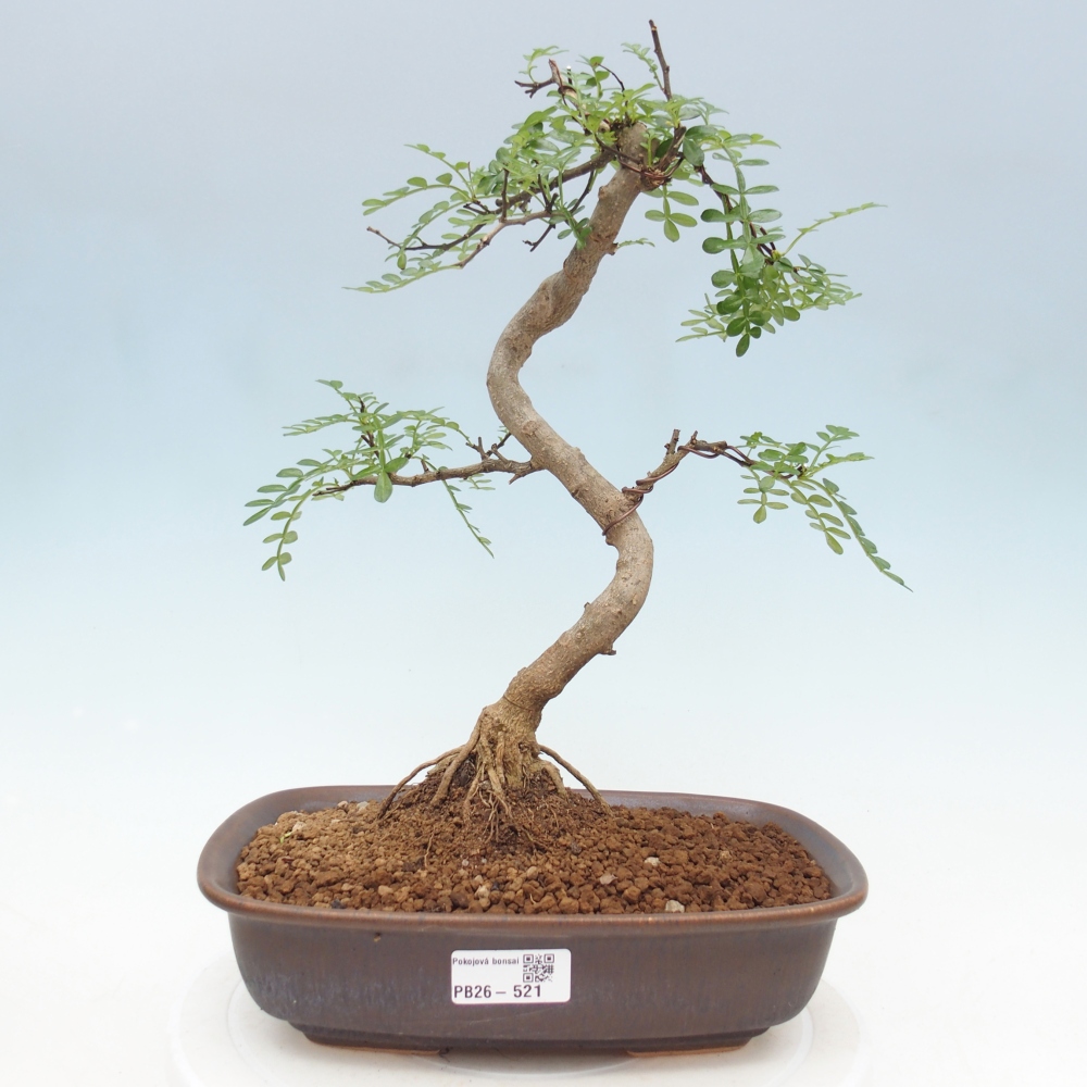 Camera bonsai - Zantoxylum piperitum - albero del pepe