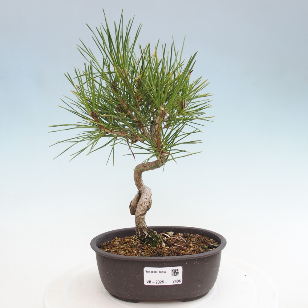 Bonsai da esterno - Pinus thunbergii - Pino di Thunberg