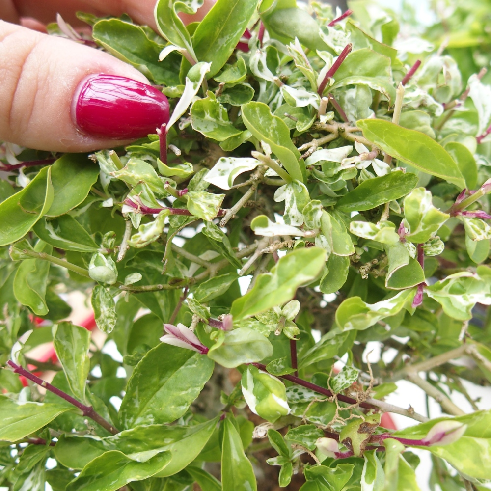 Bonsai da esterno - Ligustrum obtusifolium