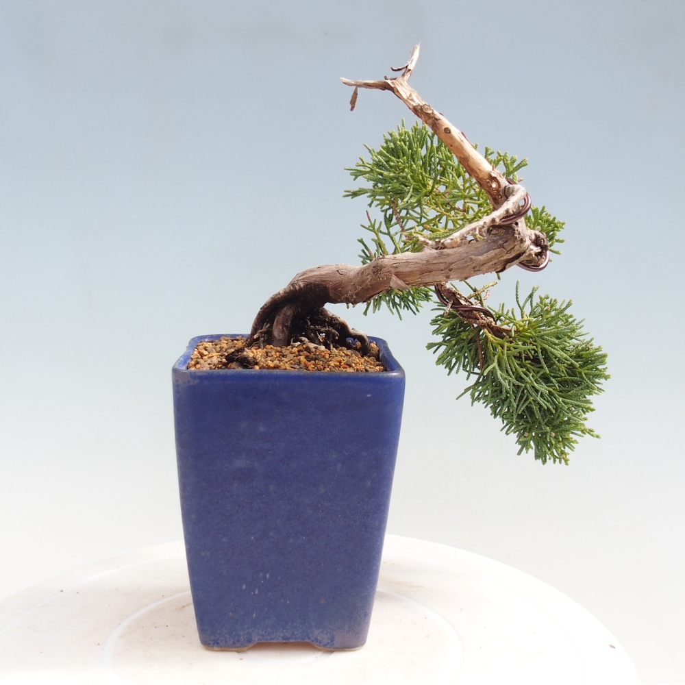Bonsai da esterno - Juniperus chinensis Kishu