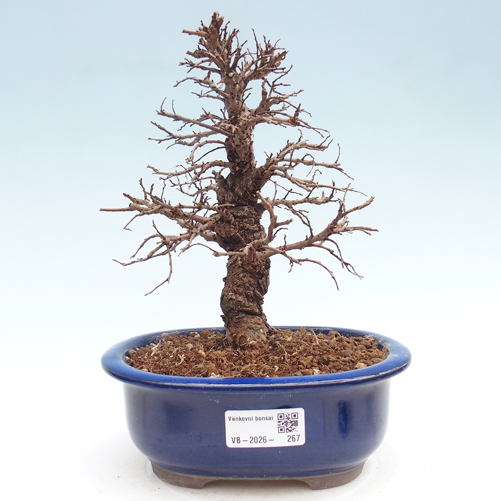 Bonsai da esterno - Zelkova - Zelkova NIRE
