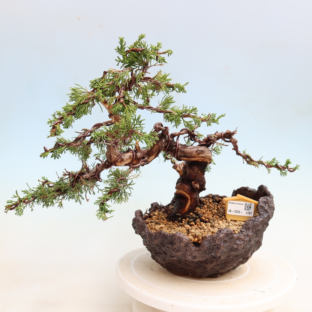 Bonsai da esterno - Juniperus chinensis Itoigawa-Juniperus chinensis