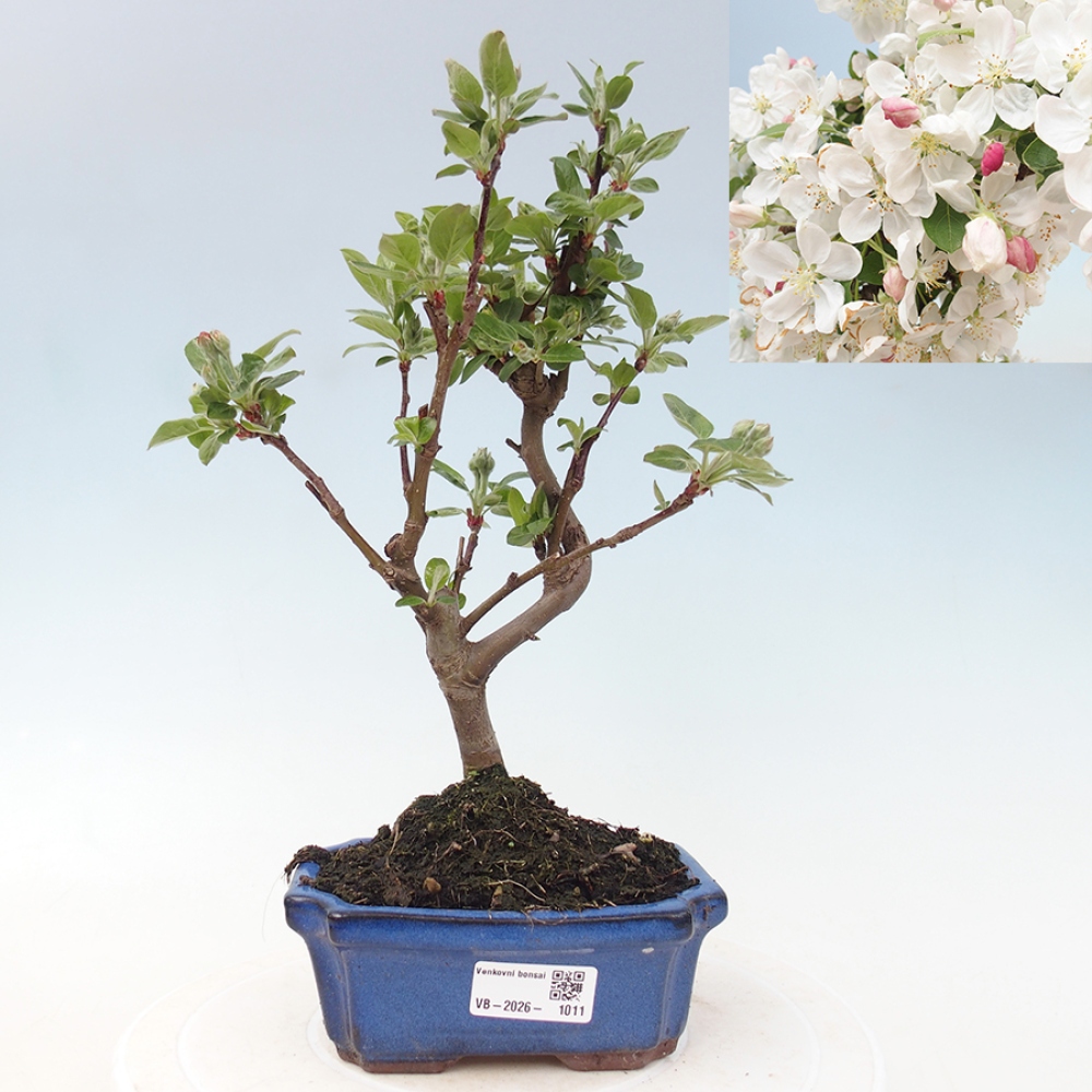 Bonsai da esterno -Malus halliana - Melo a frutto piccolo