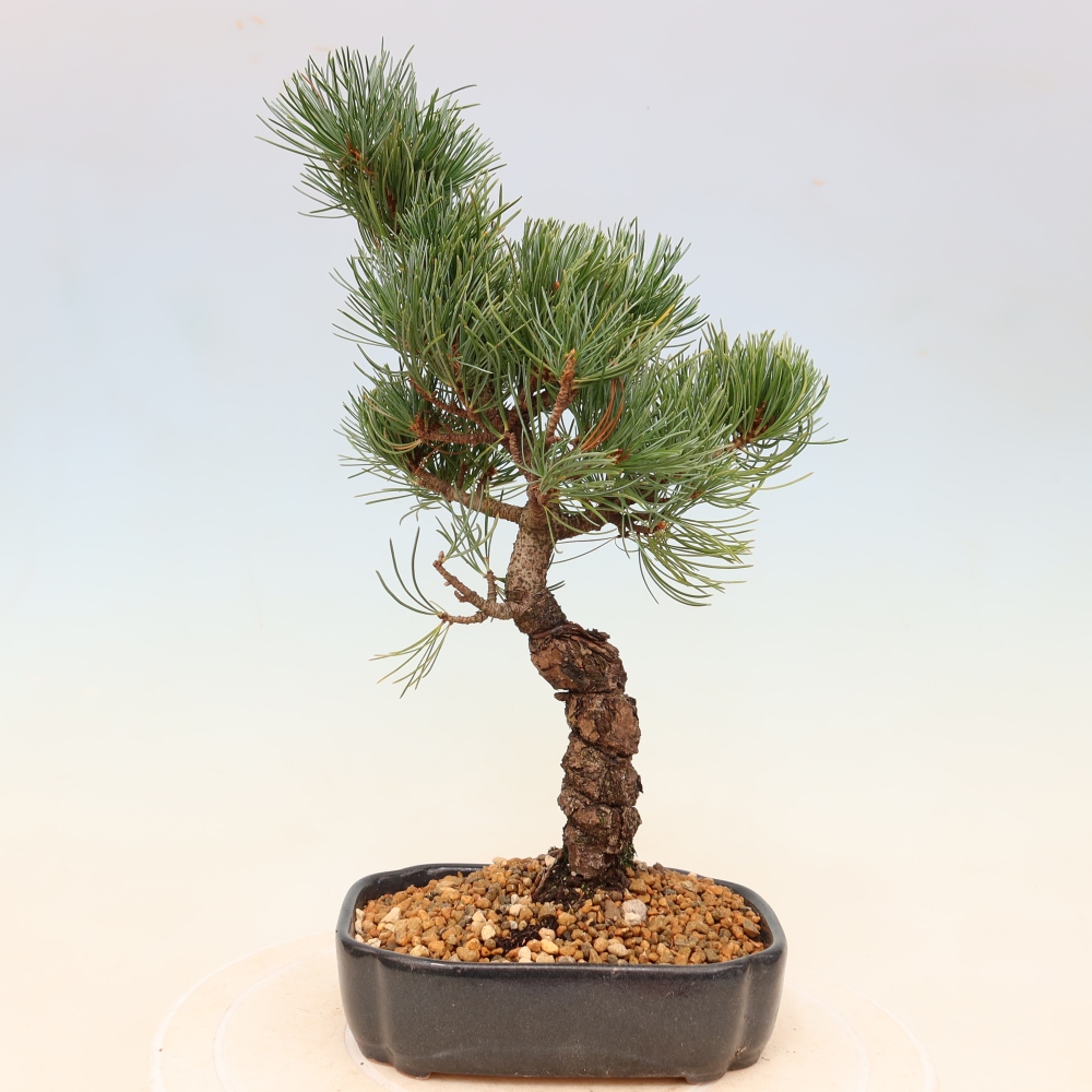 Bonsai da esterno - Pinus parviflora - Pinus parviflora