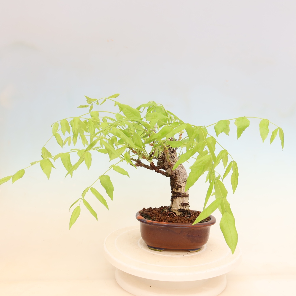 Bonsai da esterno - Glicine floribunda