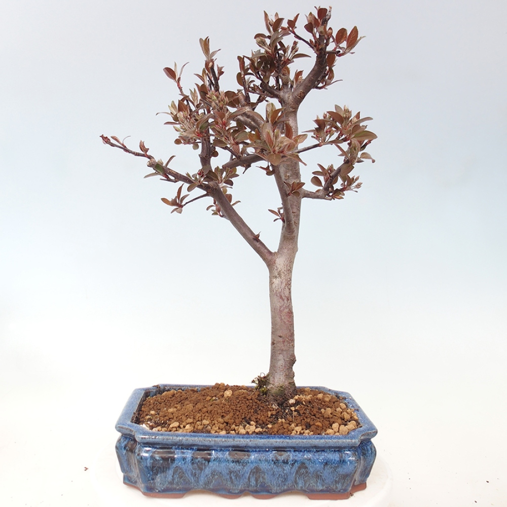 Bonsai da esterno -Malus domestica - Melo a piccoli frutti a foglie rosse