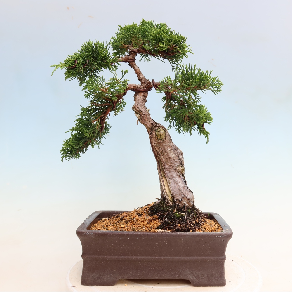 Bonsai da esterno - Juniperus chinensis Itoigawa-Juniperus chinensis