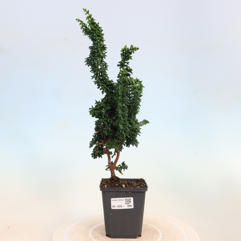 Bonsai da esterno - Cham. obtusa SEKKA HINOKI - Cipresso