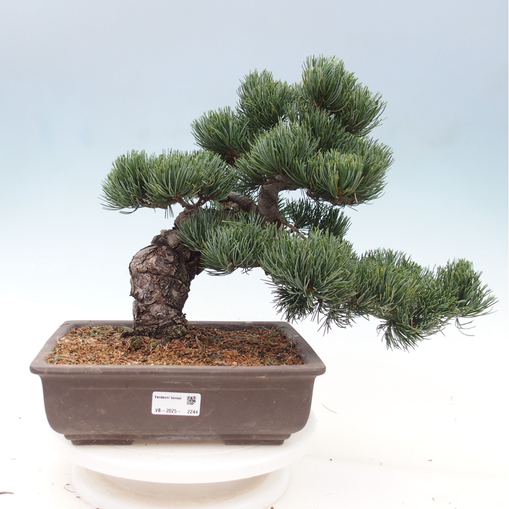 Bonsai da esterno - Pinus parviflora - Pinus parviflora